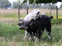 Puppys van Bliss040622-0013